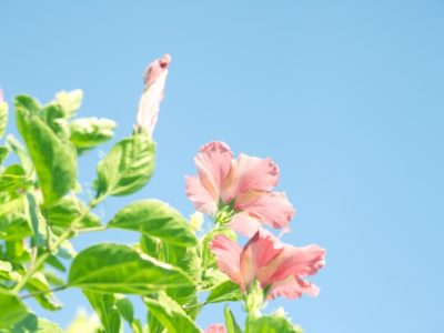 7月の聖句 7月の聖句