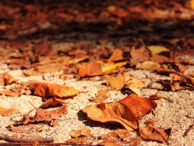 10月の聖句 10月の聖句