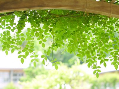 5月の聖句 5月の聖句